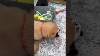 How labrador puppies squeak puppy [upl. by Nnyllatsyrc551]