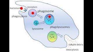 Innate immunity  Phagocytosis process  NK cells [upl. by Picker]