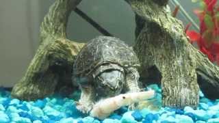 My Pleco and Musk Turtle Dining on uncooked Shrimp [upl. by Ilam885]