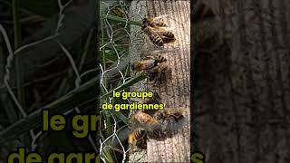 Attaque du frelon asiatique 🆘 Les abeilles se défendent  abeilles apiculture frelonasiatique [upl. by Joletta]