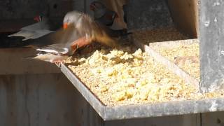 Zebra Finches Eating Egg [upl. by Dodwell]