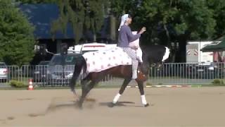 MUSCATEALS SAPHIR European Championships for Arabian Sport Horses 2014 [upl. by Nigle651]