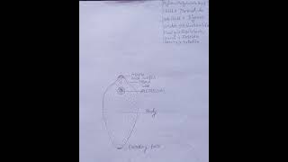 Fasciola hepaticadiagramLiver flukeclassificationzoology practicaldiagrambscviralshorts [upl. by Heurlin]