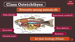 Class Osteichthyes general characters bony fish swim bladder Fsc ist year Biology [upl. by Fitzsimmons]