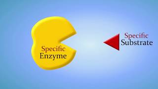 Enzymes and How They Work An Introduction [upl. by Laurens]