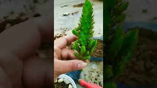 Easy way to grow cactus from cutting [upl. by Hen]