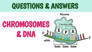 CHROMOSOME AND DNA CLASS 12  SHORT QUESTIONS [upl. by Martell387]