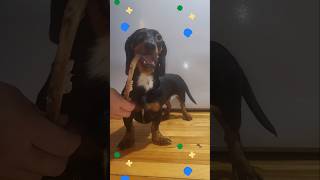 Dog vs Bone Shorts Shortvideo Viral Viralvideo Short [upl. by Peters515]