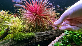 AQUARIUM PLANT MAGIC FOR INSTANT IMPACT [upl. by Christopher]