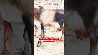 साहीवाल गाय 👌 Sahiwal Cow for sale in Sri Ganganagar Rajasthan India trending farm sahiwal cow [upl. by Silado]