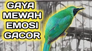 Cucak Ijo Gaya Mewah Memancing Cucak Ijo Bahan Supaya Ikut Emosi dan Gacor [upl. by Ahtan930]