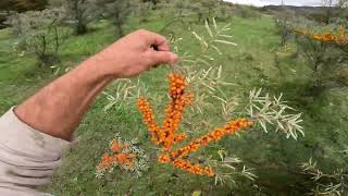 Seaberry Seabuckthorn Harvesting [upl. by Edak]