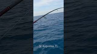 fishing florida atlantic offshore grunt snapper redsnapper bigbait snapperfishing tomtate [upl. by Domella]