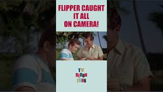 Flipper exposes the real thief 🐬 TVRerunClub Flipper Adventure [upl. by Sheeree]