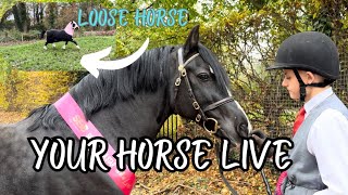 YOUR HORSE LIVE 2024  Drama before the last horse show of the year [upl. by Huckaby]