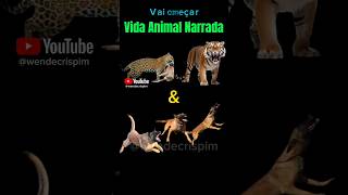 Short  Tigre amp Onça amp Cachorros pt 1 Vida Animal Narrada [upl. by Smoot]