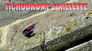 TICHODROME ECHELETTE qui mange et se nettoie [upl. by Adneram536]