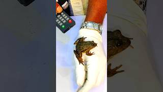 New RC frog tree 🐸 unboxing and testing shorts viralvideo [upl. by Llamaj]