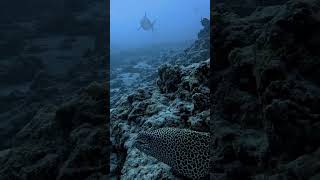 Honeycomb Moray Eel Meets Tiger Shark🌊✨🐬🤿🌊shorts youtubeshorts shortsfeed shortvideo viralvide [upl. by Luben]