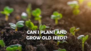 Can I Plant Old Seeds  How long can I keep seeds [upl. by Niatsirt519]