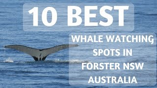 10 Best Whale Watching Spots In Forster NSW Australia [upl. by Anilev]