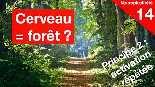 Le cerveau est comme une forêt [upl. by Fredek138]