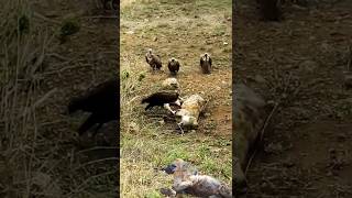 Vulture feeding on Hyena carcass [upl. by Esila104]