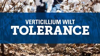 Understanding Verticillium Wilt [upl. by Vieva]