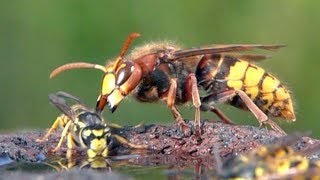 Hornet and wasps Hornisse und Wespen [upl. by Tinor]