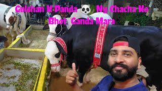 Gulshan K Panda 🐼 Ny Chacha Ko Bhot Ganda Mara fullvideo cow viralvideo panda bull cowmandi [upl. by Mayhs]