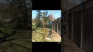 Rigging a branch out of reach arborist treework [upl. by Iroj]