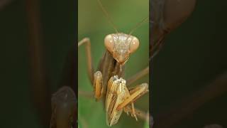 Mantis religiosa eye trending facts animals youtubeshort FactsMine [upl. by Alial]