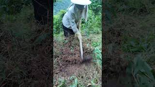 Planting amomum trees in the countrysidethe fruit grows underground in the hope of being sold [upl. by Rephotsirhc]