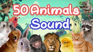 50 Animals Sound Learning video for kids  Children [upl. by Dickerson]