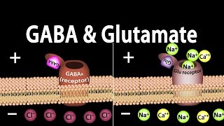 Neuroscience Basics GABA and Glutamate Animation [upl. by Dannica]