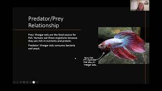 Biology 112 Protostomes Video Presentation [upl. by Sirromed256]