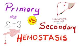 Primary vs Secondary Hemostasis  Blood Clotting Coagulation  Hematology [upl. by Mcneil962]