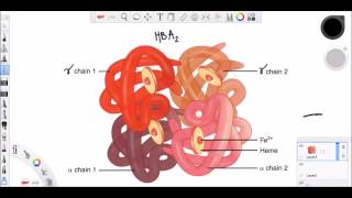 Hemoglobin amp Myoglobin [upl. by Cline]