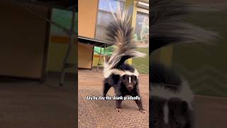 A skunk left home with a kitten animals skunks rescue heartwarming friendship [upl. by Leuqcar]