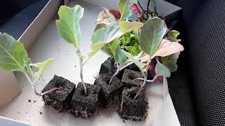 Moestuin video 35  Nieuwe spitskool plantjes gehaald [upl. by Peregrine]