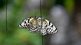 beautiful butterflies 美麗的蝴蝶 butterfly nature insect butterflyphotography 蝴蝶 relaxing [upl. by Crichton]