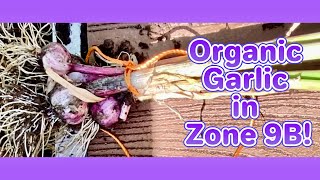 Grow Organic Garlic in Zone 9B Simple Steps for a Healthy Harvest [upl. by Odranreb]