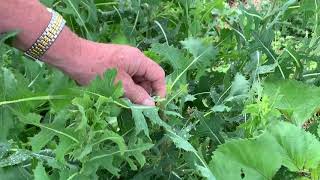 This Week in the Garden  Weed Identification [upl. by Atla]