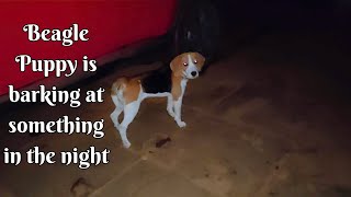 Beagle Puppy Barking at Night  Beagle Dog Barking Video beagle beagles beaglelife dog [upl. by Yeldah]