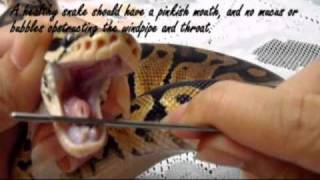 How to inspect a snakes mouth and notes on RI [upl. by Perretta]