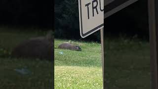 Marmot was resting 06032024 1 Shorts Animal Nature [upl. by Donaugh]