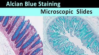 Alcian Blue Staining  Slides [upl. by Ailegra]