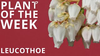 Plant Of The Week  Leucothoe [upl. by Flam]