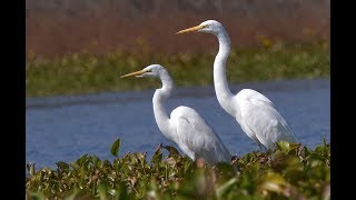 Egrets birdsBok Pakhi [upl. by Pazit]