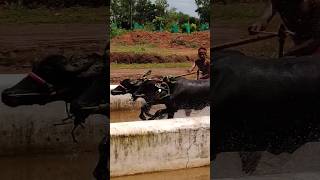 Kambala kambula trending today training [upl. by Kraft]